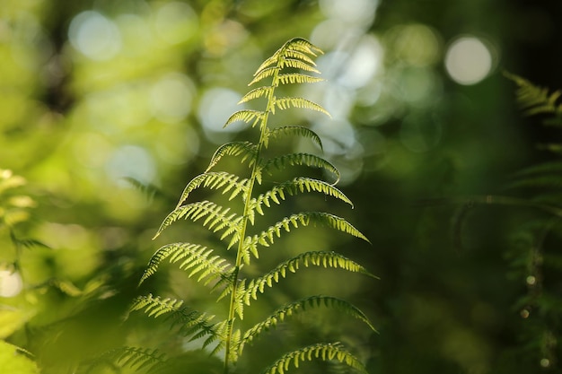 Fern in the forest on a sunny spring morning