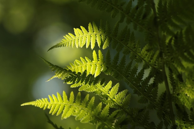 Fern in the forest on a sunny spring morning