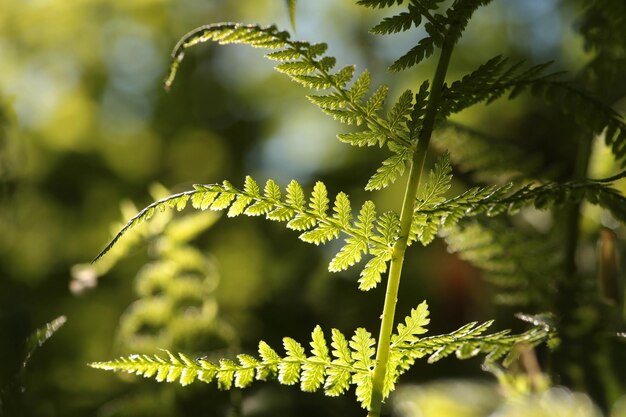 Fern in the forest on a sunny spring morning