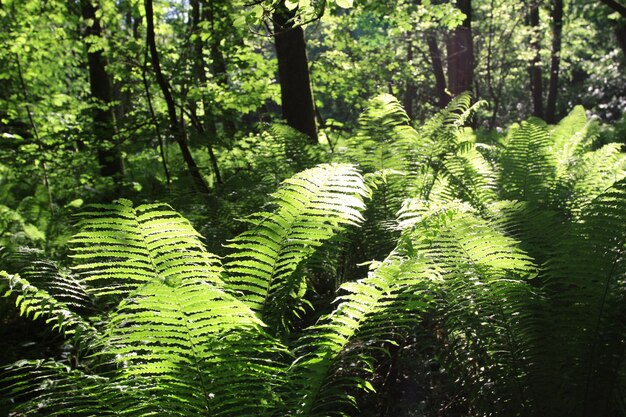 Fern in the forest with sun light