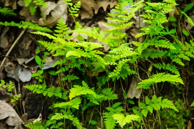 Fern in forest