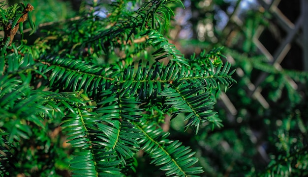 Fern in the forest