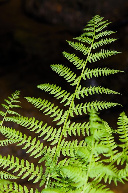 Photo fern in forest