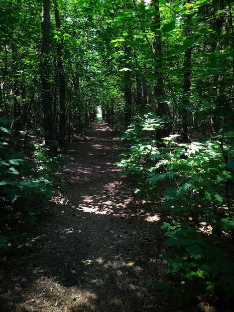 Fern in the forest