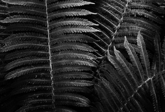 A fern frond in black and white