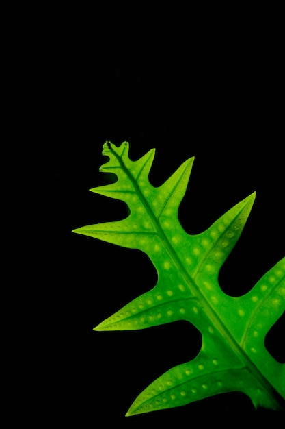 Fern green leaf in the rainforest on black background