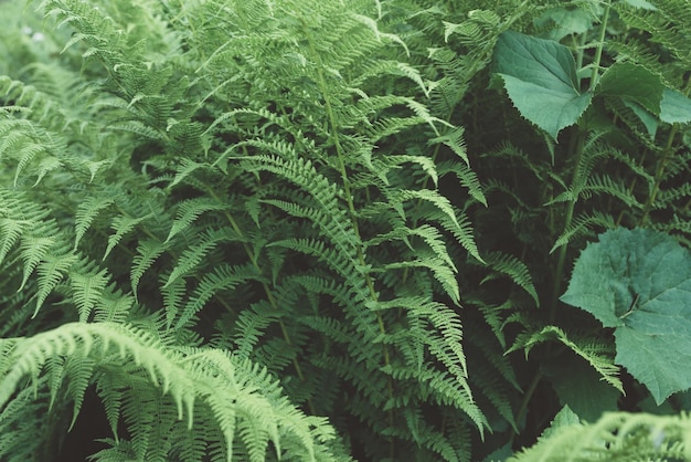 Fern large green leaves foliage natural floral background