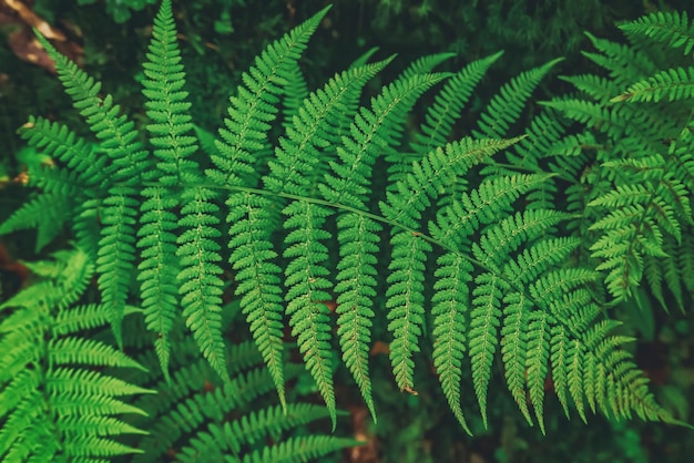 Fern leaf background