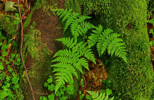 Fern leaf background