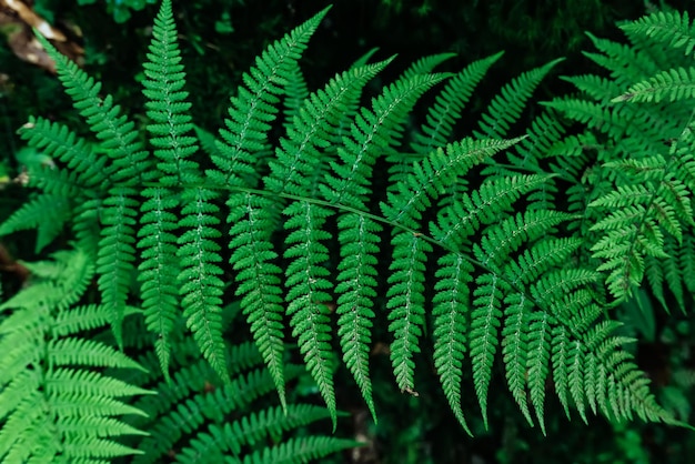 Fern leaf background