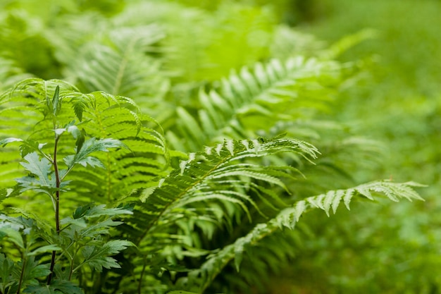 Fern leaf close up. fern growing in the park.