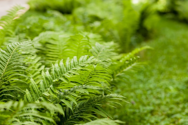 Fern leaf close up. fern growing in the park.