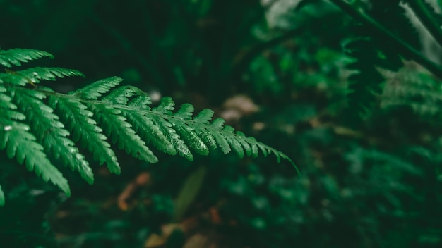 A fern leaf in the forest