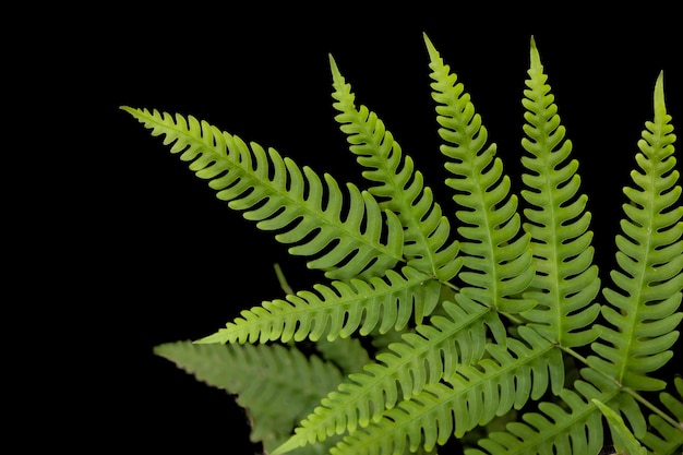 Fern leaf rainforest green plant isolated on black background with clipping path.