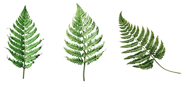 Photo fern leaf shown in different cuts and angles on a white background