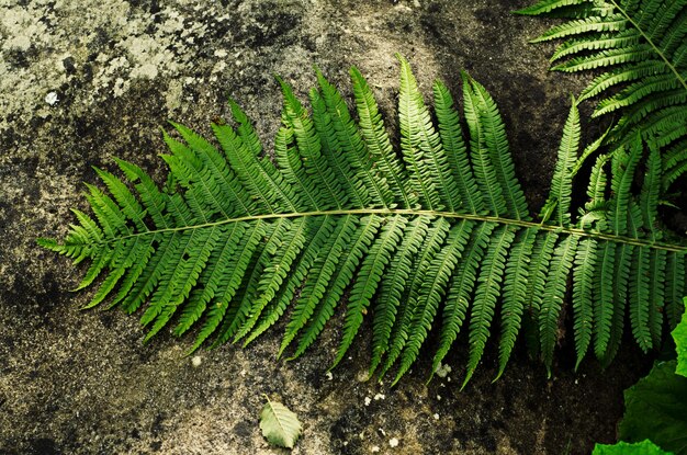 Fern leaf on the stone