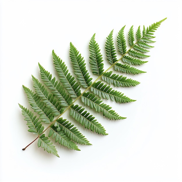 a fern leaf with a white background with a white background