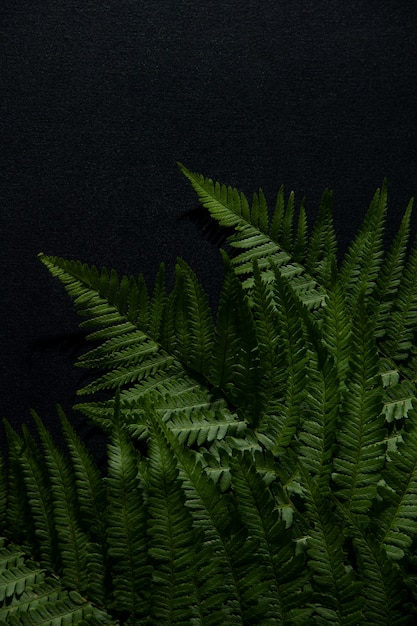 Fern leaves close up on a black background. Copy space