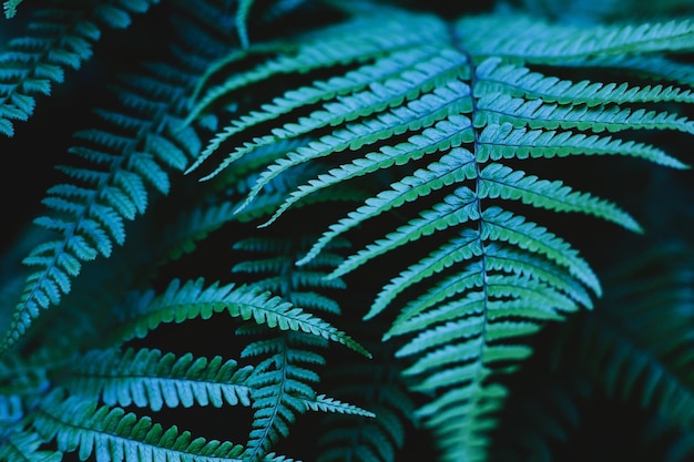 Fern leaves on a dark background