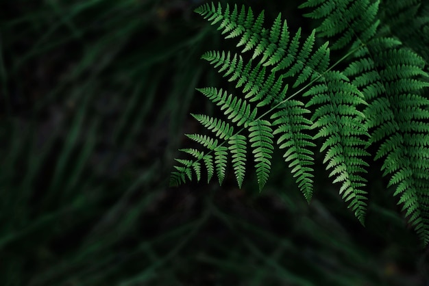 Fern leaves dark green background with shallow depth of field