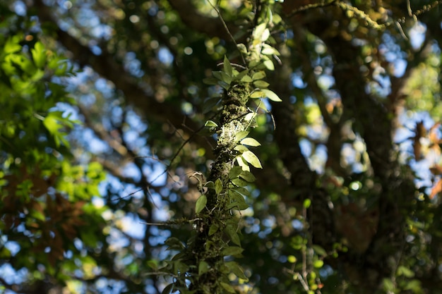 Fern leaves in the forest affect the morning sun.