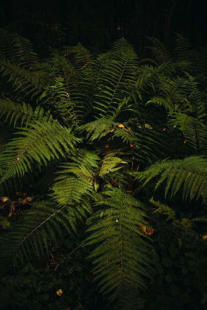 Fern leaves in the forest close up of dark green fern leaves growing in forest