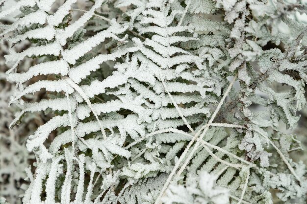 Fern leaves and grass covered with hoarfrost Abstract floral background top view