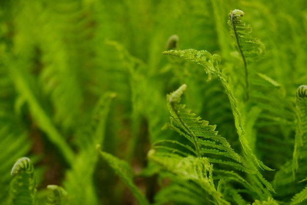 Fern leaves Green leaves and forest ferns soft focus blurred background Green background eco style