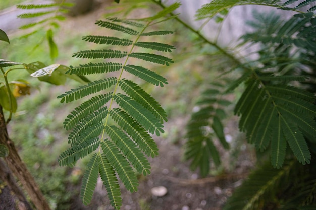 Fern leaves in nature