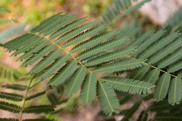 Fern leaves in nature