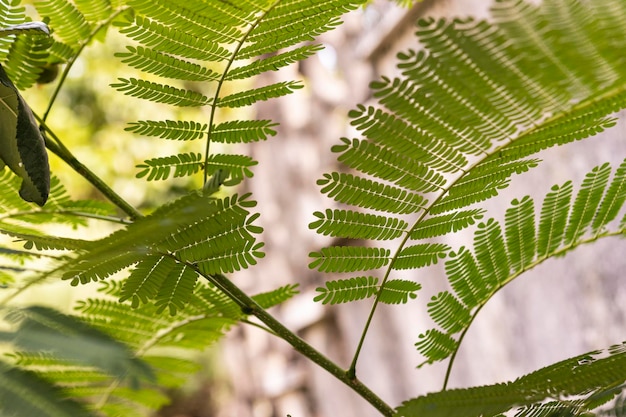 Fern leaves in nature