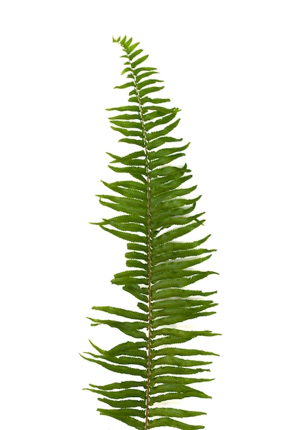 Fern leaves sword fern isolated on white background