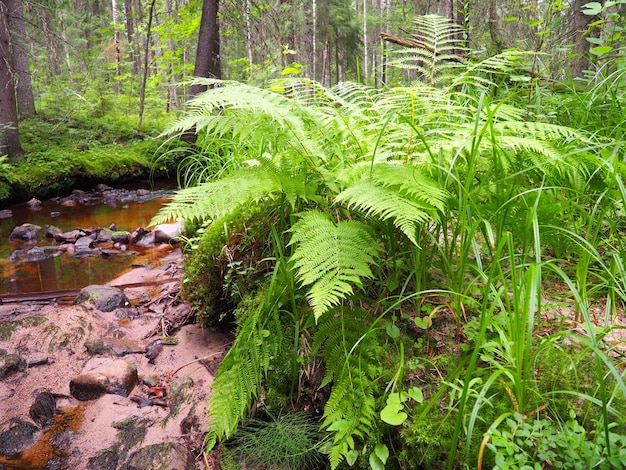 Fern plant in the forest Beautiful graceful green leaves Polypodiphyta vascular plants modern ferns and ancient higher plants Fern Polypodiophyta appeared millions years ago in the Paleozoic era