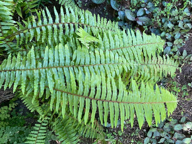 Photo a fern plant with many leaves and a lot of plants on it