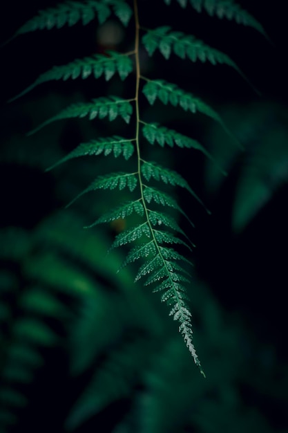 Fern texture beautiful background