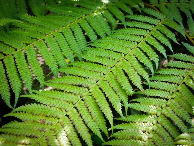 Fern tree leaves