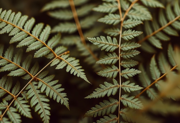 Photo a fern with a green leaf on it