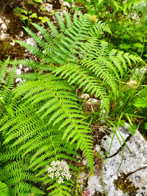 a fern with a white flower in the middle of it