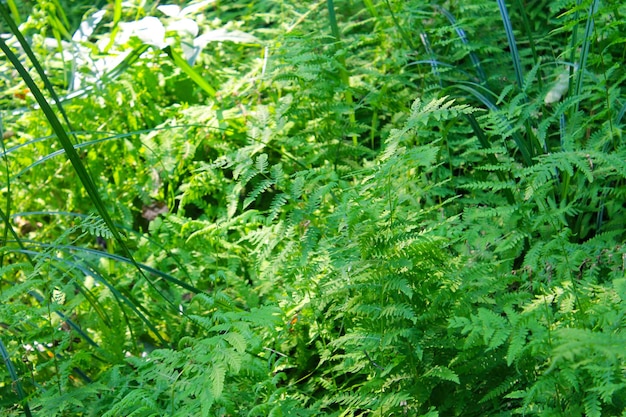 Fern