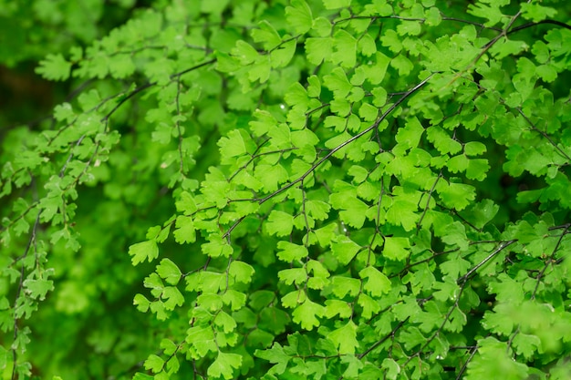 Ferns or mosses on the forest