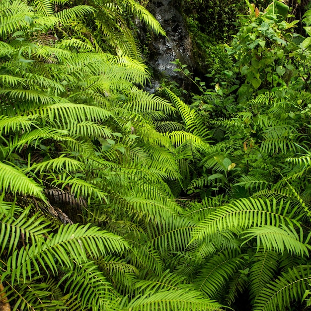 Ferns and oaks along the river in Ubud Bali