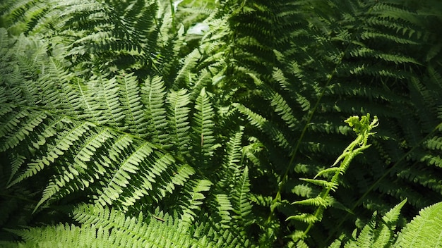 Fernshaped plant in the forest Beautiful graceful green leaves Polypodiphyta a department of vascular plants that includes modern ferns and ancient higher plants