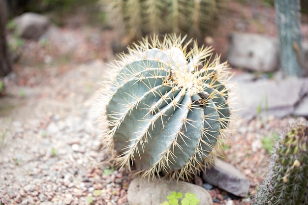 Ferocactus glaucescens plant outdoors Big cactus natural background