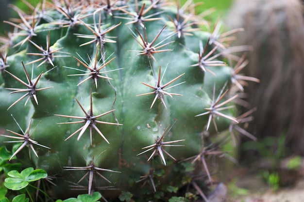 Ferocactus glaucescens plant outdoors Big cactus natural background