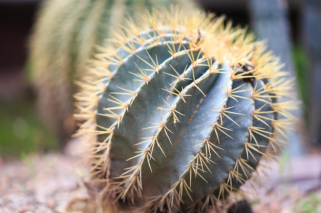 Ferocactus glaucescens plant outdoors Big cactus natural background