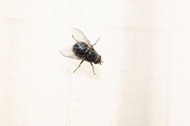 Ferrara ITALY February 28 2020 closeup of a common fly resting on a white curtain insect vehicle of dirt and infections