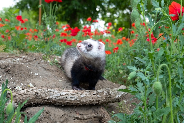 Ferret in the Green Grass and red flowers play outside