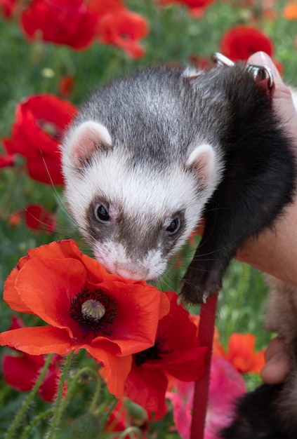 Ferret in the Green Grass and red flowers play outside