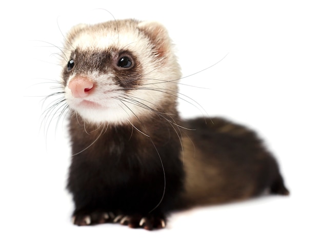 Ferret isolated on a white background