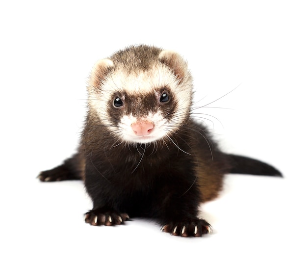 Ferret isolated on a white background